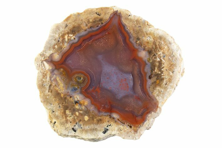 Polished Red Hot (Berrendo) Thunderegg Half - Mexico #373224